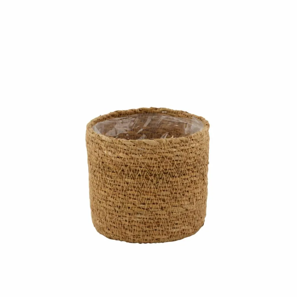 Cheap CASA BUXUS Planta Diversas Cores