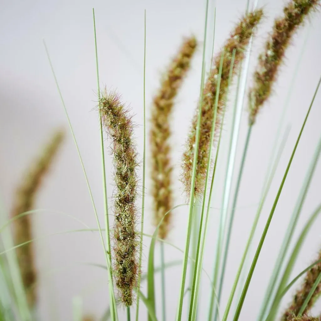 Best CASA GRASS Cana Artificial Verde