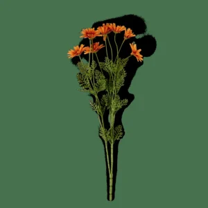 Online CASA INDI Crisântemo Cor-de-laranja