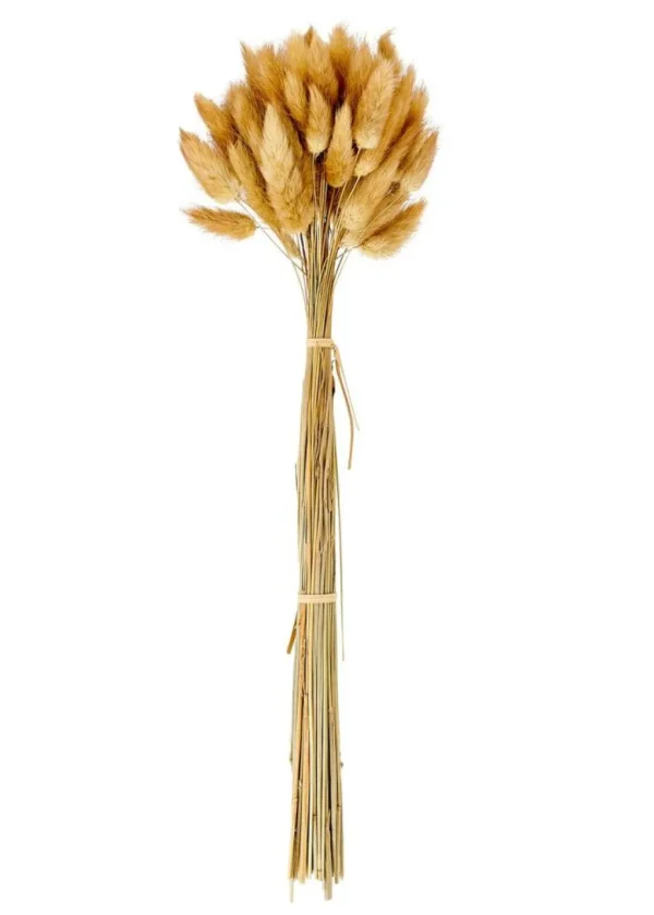 Cheap CASA LAGURUS Lagurus Castanho