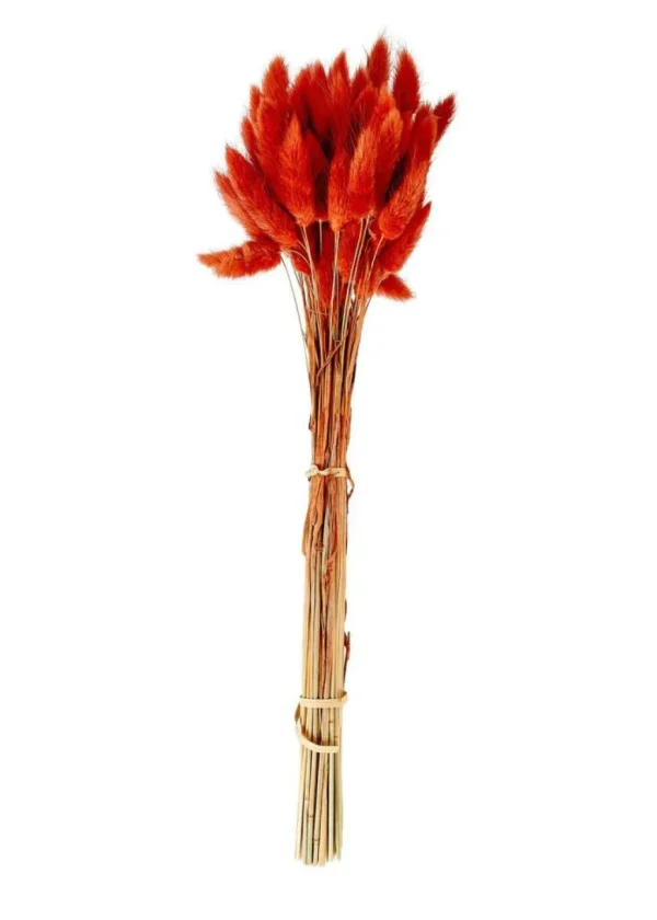 Store CASA LAGURUS Lagurus Vermelho